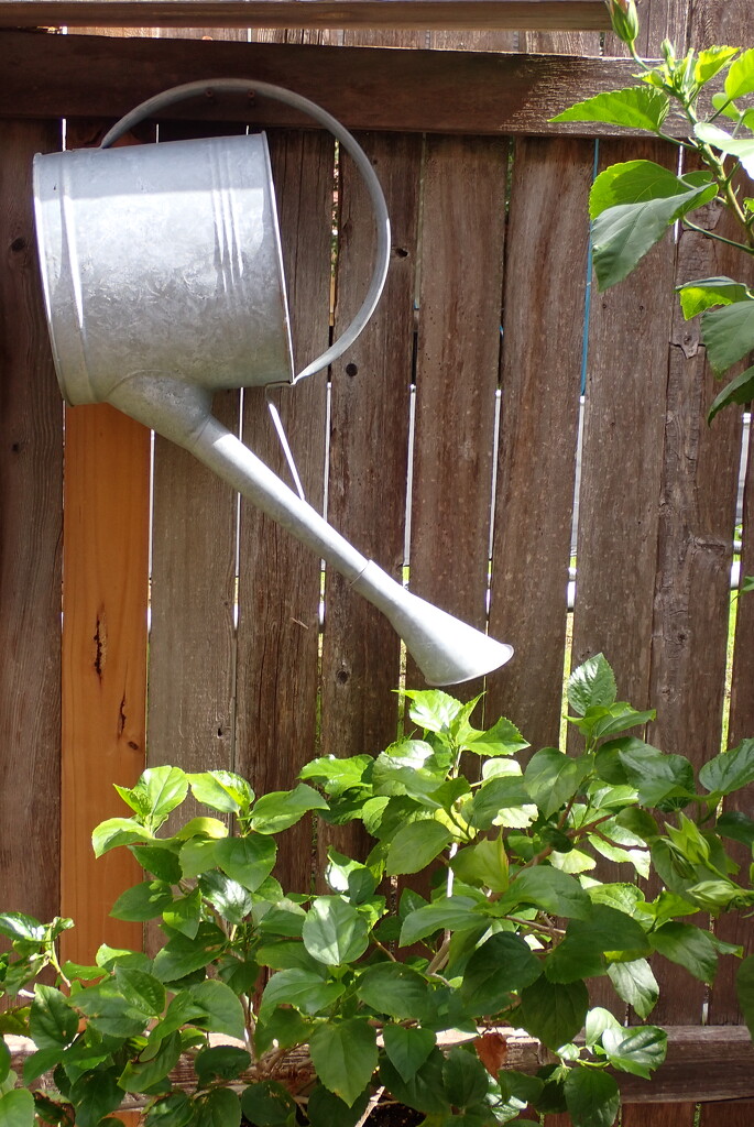 Watering can just hanging there by matsaleh
