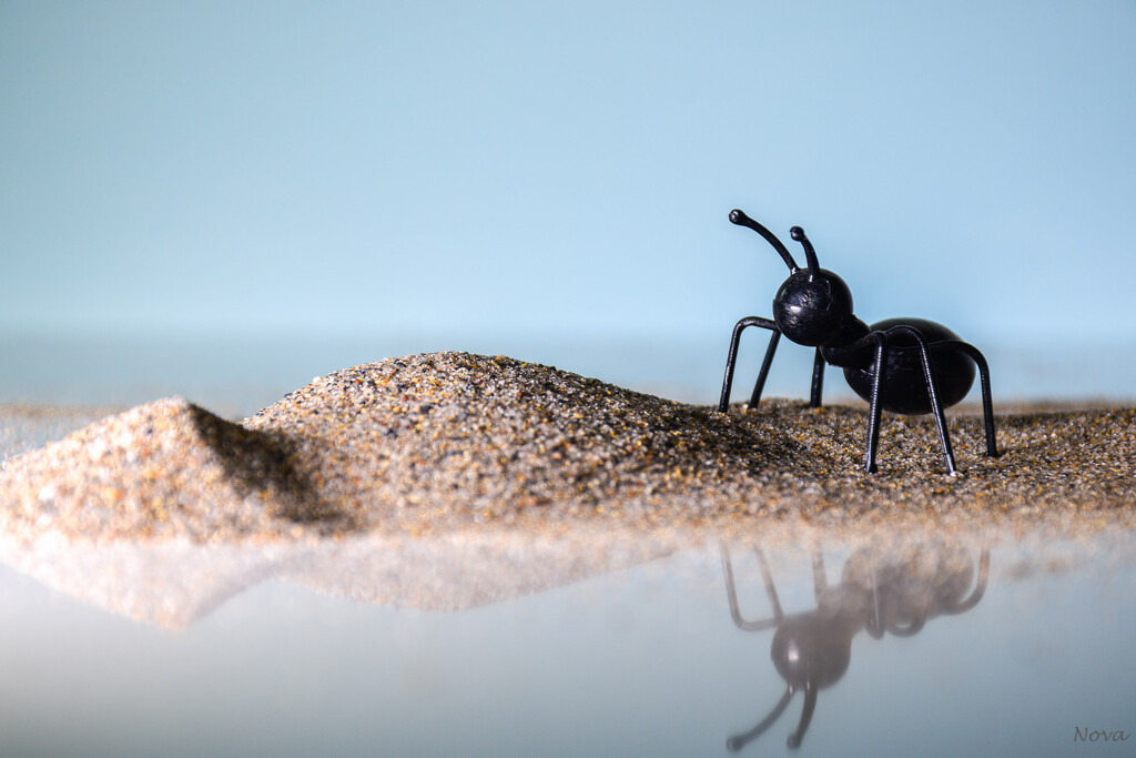 Ant in the sand by novab