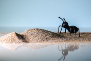 8th Nov 2022 - Ant in the sand