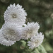 Chrysanthemum by lstasel