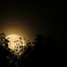 Rising Moon by grammyn