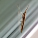 Cattail Toothpick Grasshopper  by metzpah