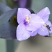 Hover fly on Spiderwort  by metzpah