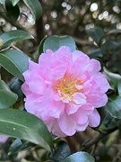 10th Nov 2022 - Sasanqua camellia 