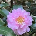 Sasanqua camellia 