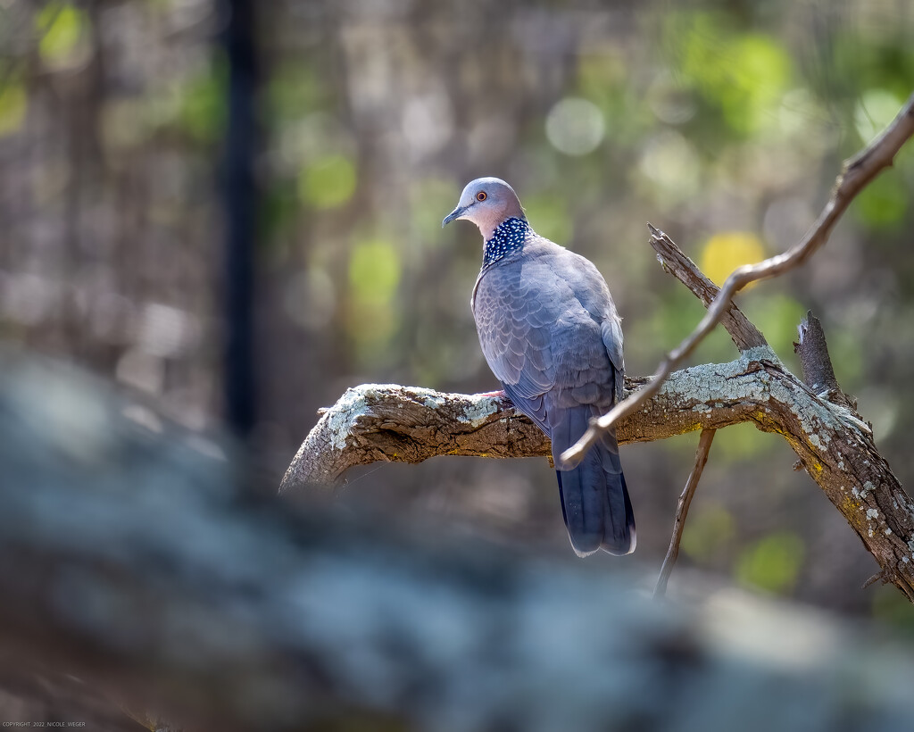 Spotted Dove by nicoleweg