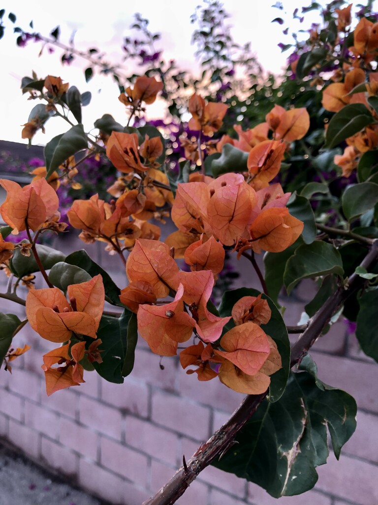 Bougainvillea  by loweygrace