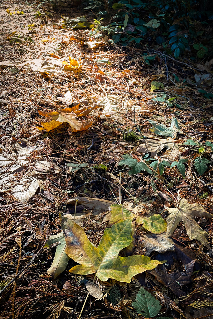 Fallen Leaves by tina_mac