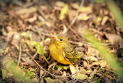 10th Nov 2022 - I saved a fledgeling from Minky