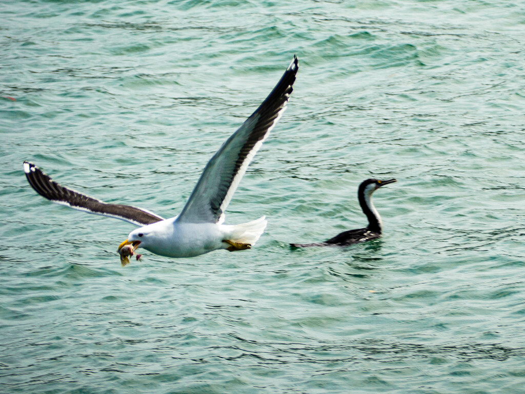 Hey where'd that fish go? by christinav