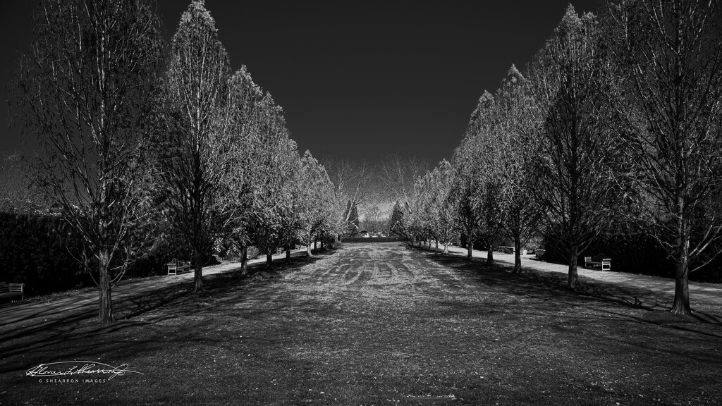 Ailee' of trees at Wegerzyen Gardens in Dayton, Oh. (view on black) by ggshearron