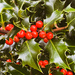 holly berries by cam365pix