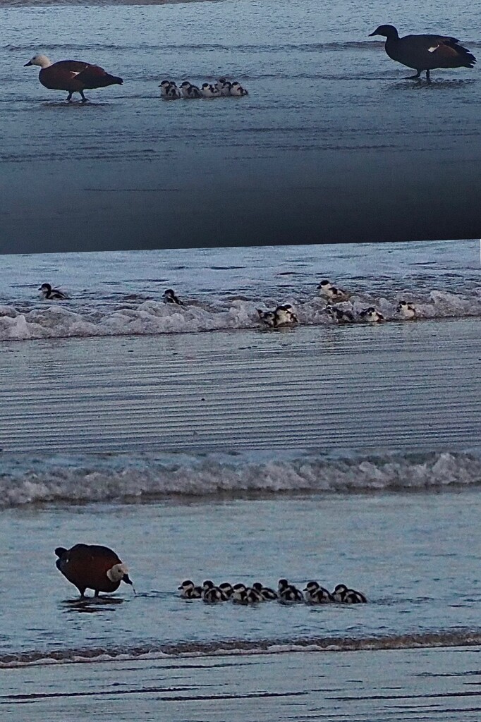 Mum and Dad taking their ducklings for a swim , they all got bowled then continued, so cute to watch by Dawn
