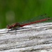 SMALL RED DAMSELFLY by markp