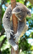 11th Nov 2022 - Not looked after as well as those at KoalaGardens!! 