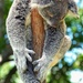Not looked after as well as those at KoalaGardens!!  by johnfalconer
