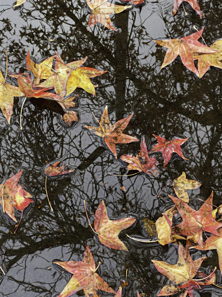 Floating Leaves  by joysfocus