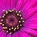 Zinnia Flower by cataylor41