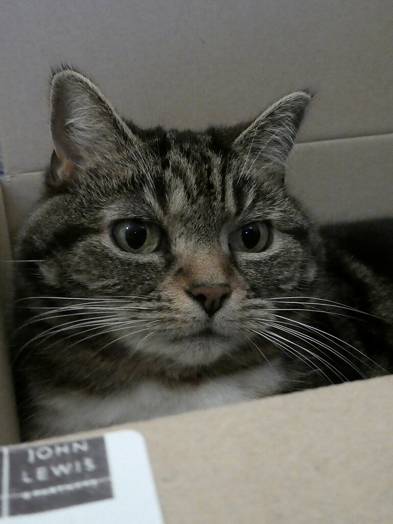 Mail Order Cat by 30pics4jackiesdiamond