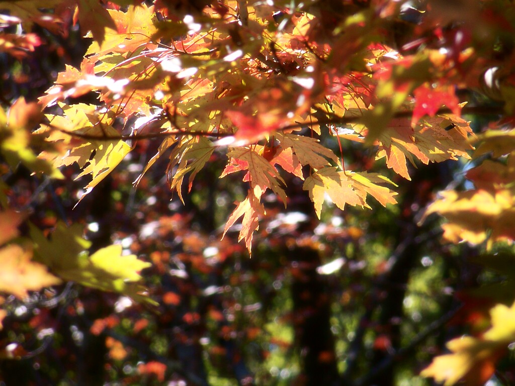 Autumn leaves will fall... by marlboromaam