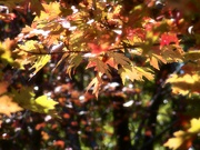 9th Nov 2022 - Autumn leaves will fall...