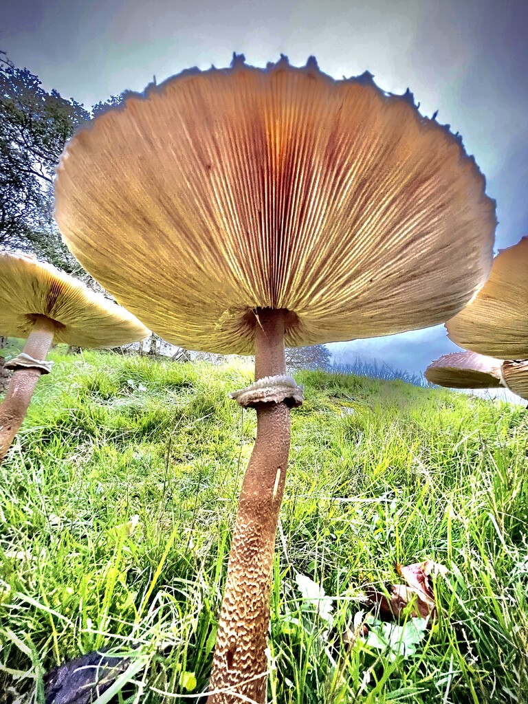 Magic Mushroom by shepherdmanswife