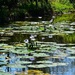  Water Lilies ~  by happysnaps