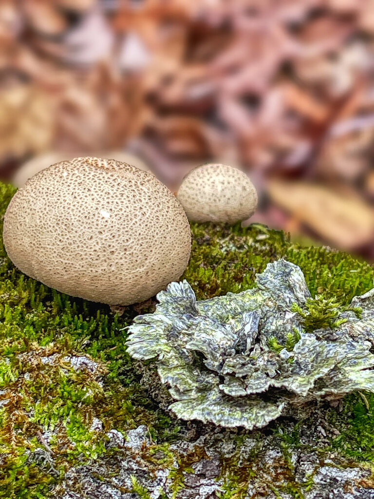 Common Earthball by k9photo
