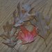 Fall leaves Artistic by larrysphotos