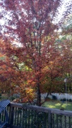2nd Nov 2022 - Maple tree...
