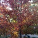 Maple tree... by marlboromaam