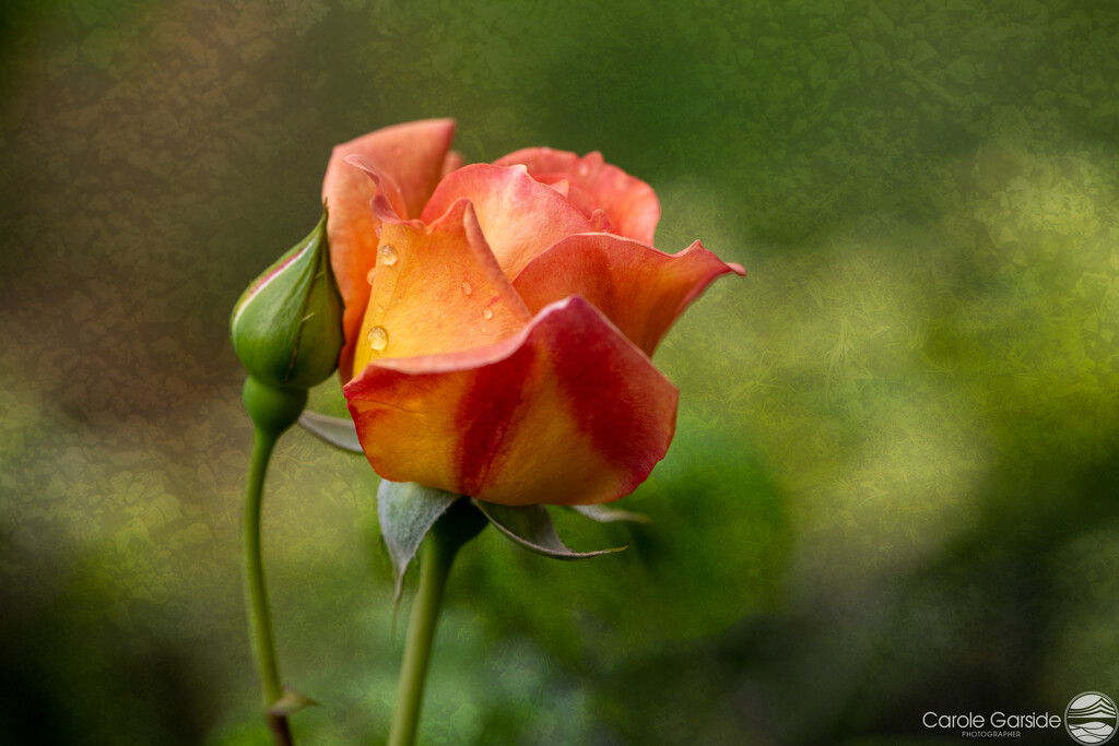 Raindrops on Roses by yorkshirekiwi