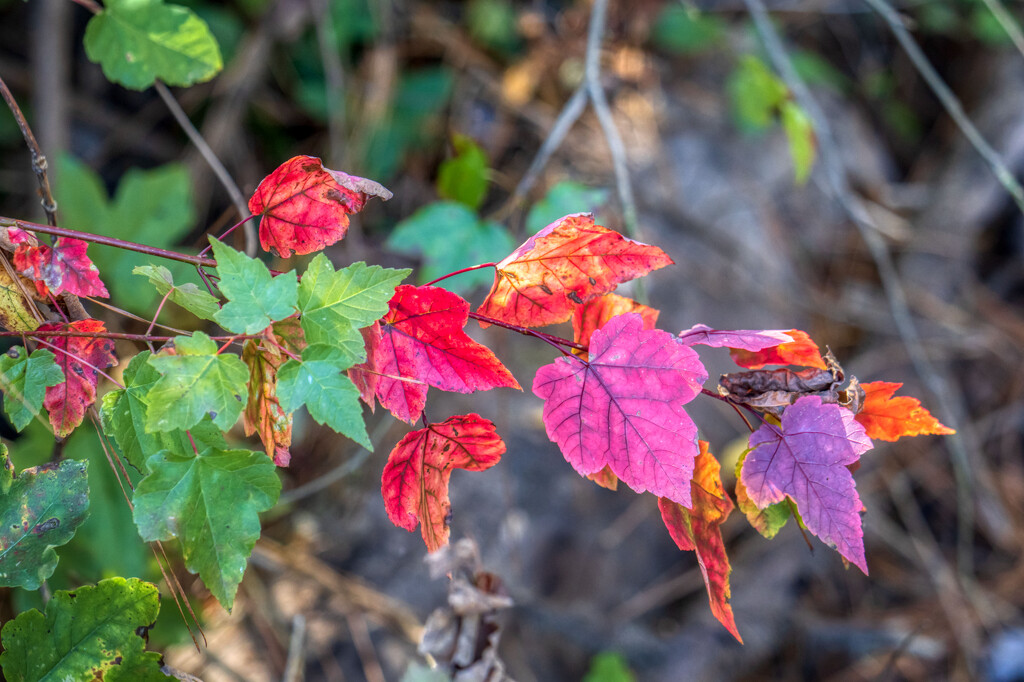 Maple Leaves by kvphoto