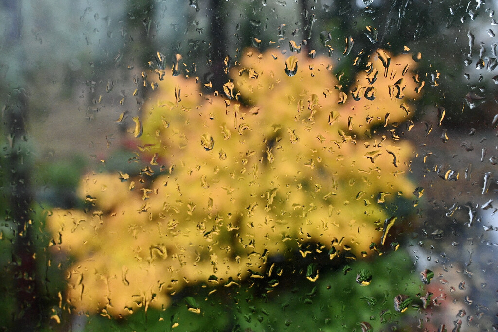Holding Color in the Rain by ososki
