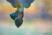 9th Nov 2022 - Red-bellied Woodpecker