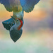Red-bellied Woodpecker by lstasel