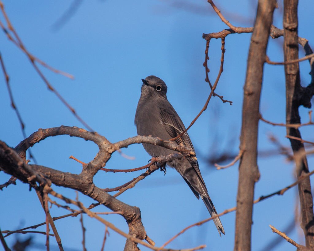 townsend's solitaire by aecasey
