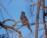 8th Nov 2022 - townsend's solitaire