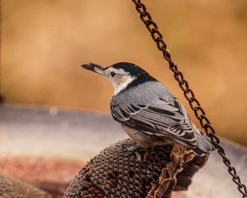 white-breasted nuthatch by aecasey