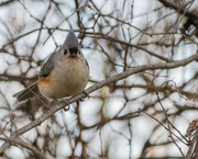 8th Oct 2022 - Tufted Titmouse