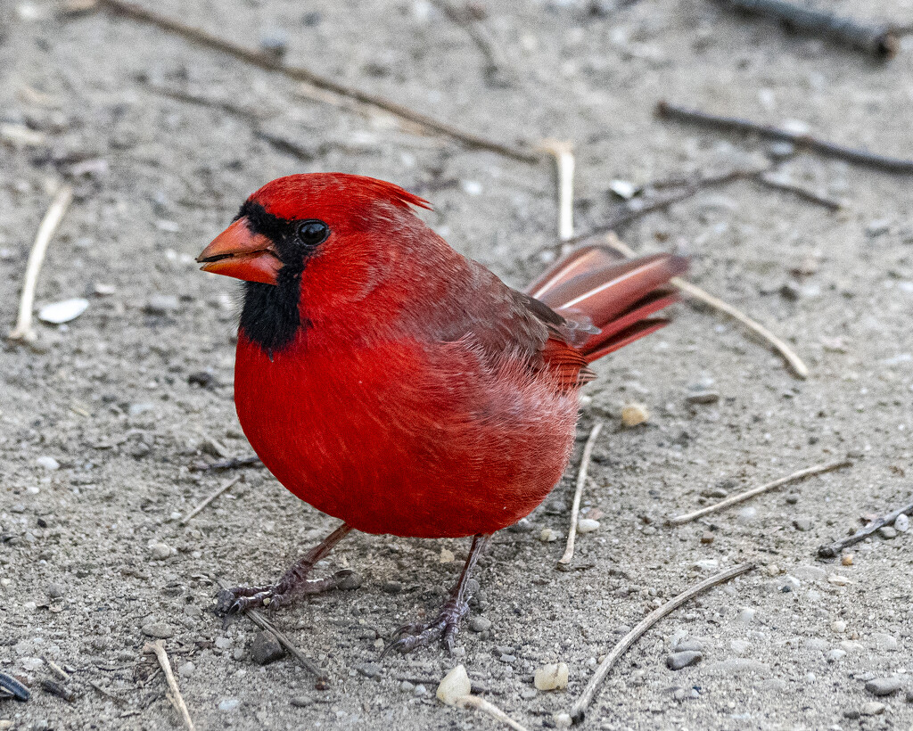 Mr. Cardinal by cwbill