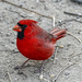 Mr. Cardinal by cwbill
