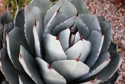 10th Nov 2022 - Red tipped succulent.