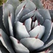 Red tipped succulent. by sandlily