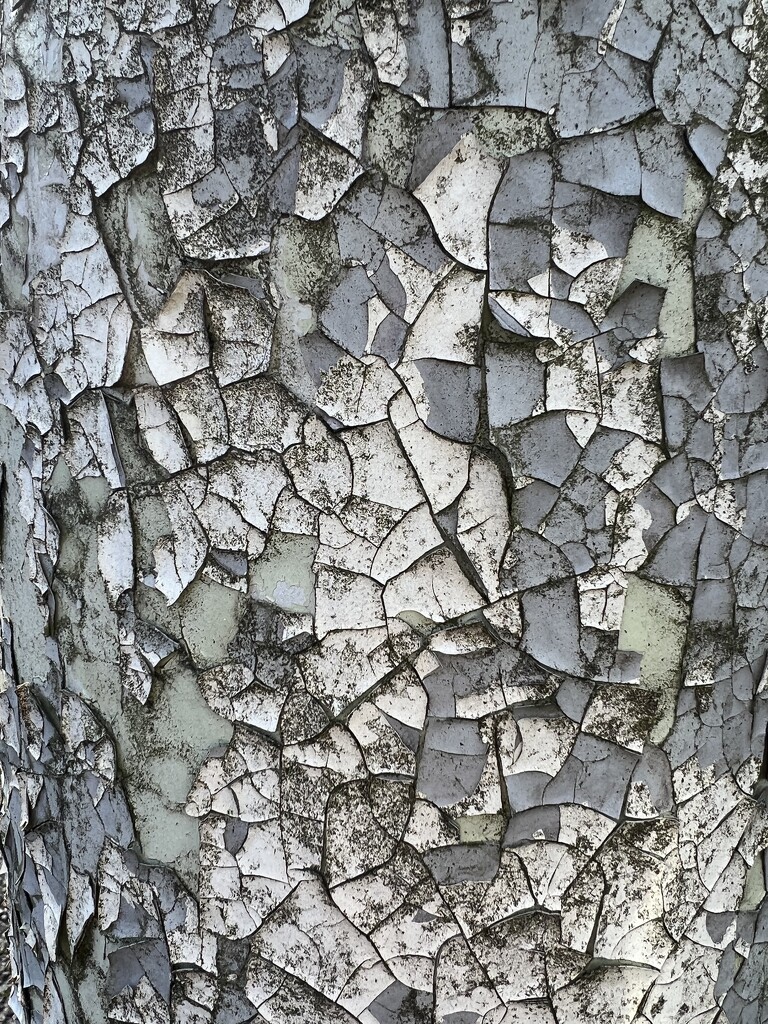 Tree bark by tinley23