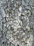 9th Nov 2022 - Tree bark