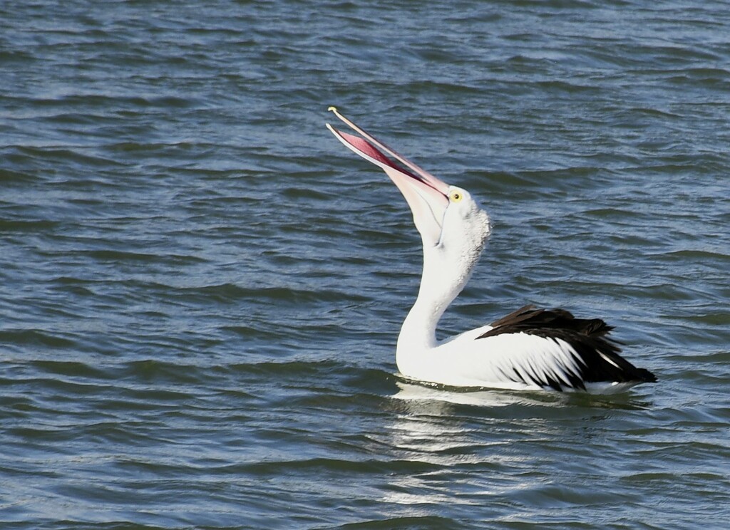 Pelican Scarborough by mirroroflife