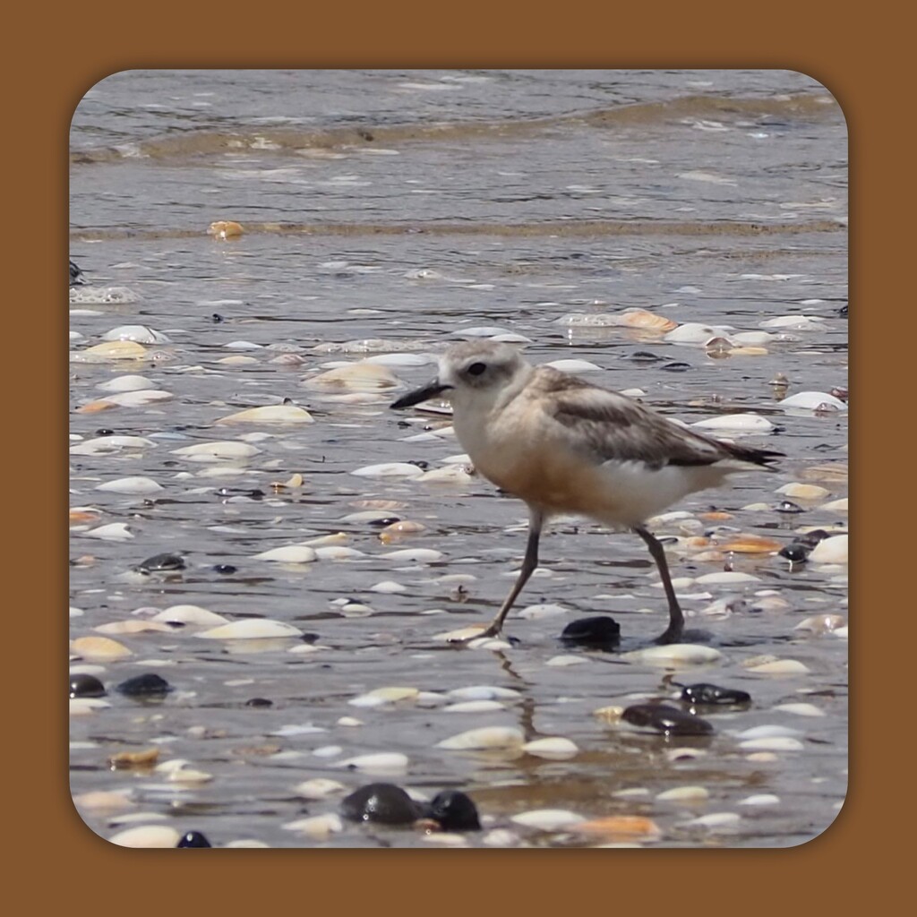 Dotterels have returned  by Dawn