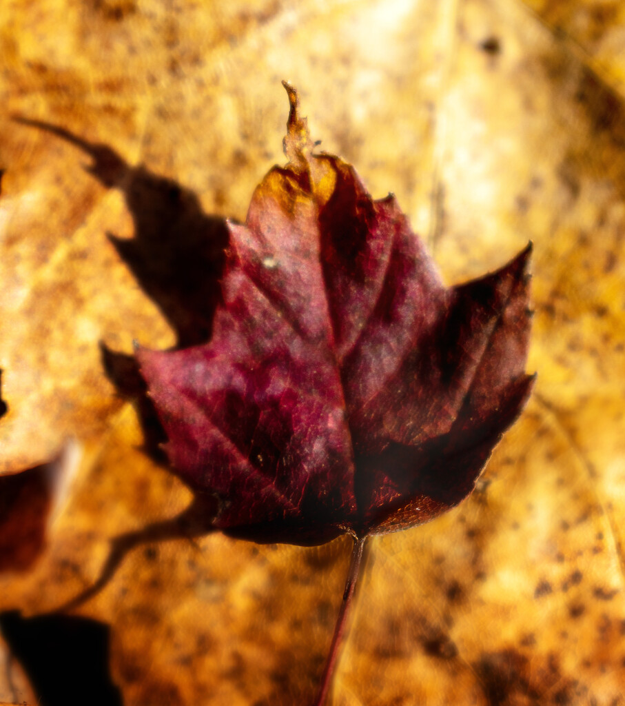 Fallen Leaf by 365projectorgchristine
