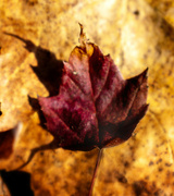 10th Nov 2022 - Fallen Leaf